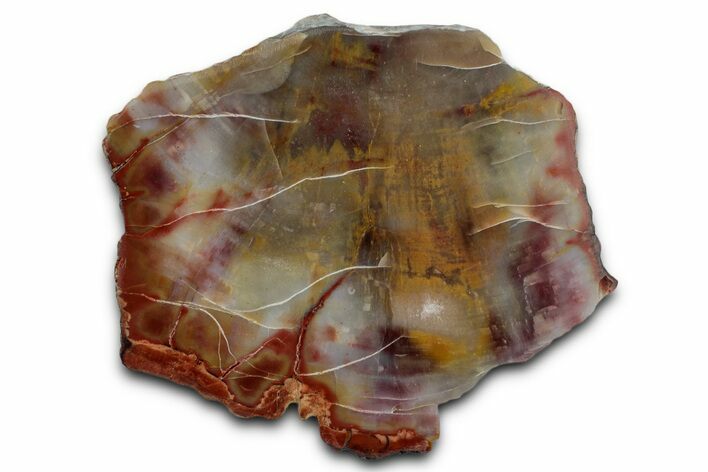 Polished Petrified Wood (Araucarioxylon) - Arizona #352491